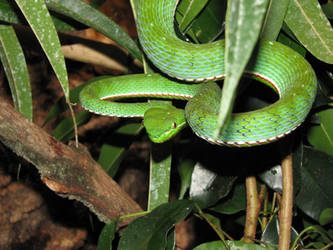 Viridovipera Vogeli pic2