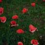 poppy