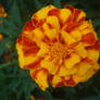 red and yellow