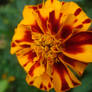 red and yellow 2
