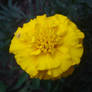 yellow 2