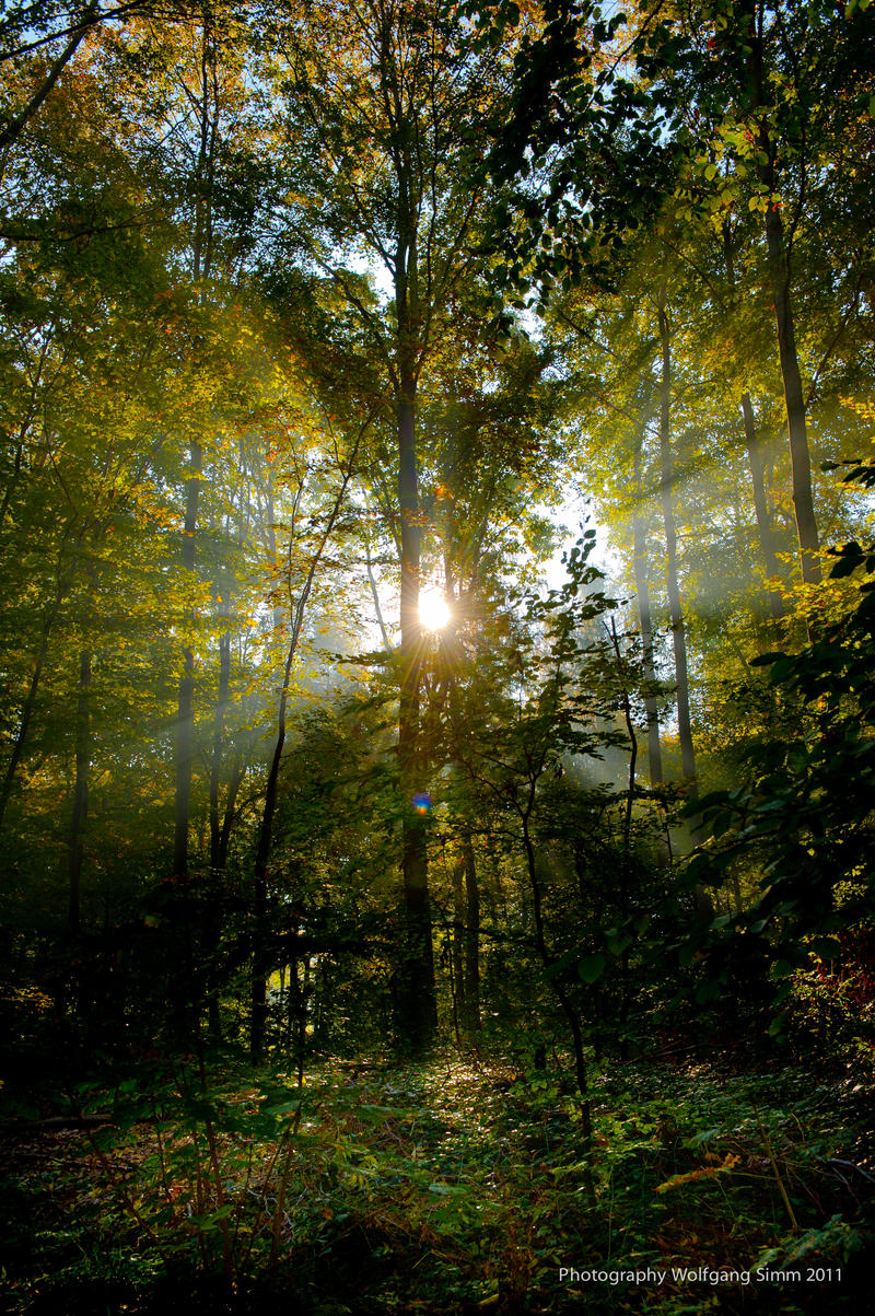 Autumn Forest