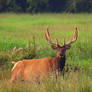 Bull Elk