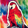 Scarlet Macaw