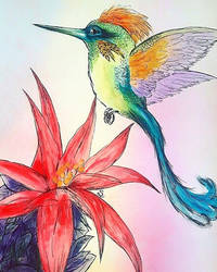 hummingbird