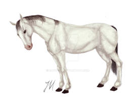 white horse