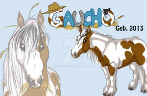 Gaucho
