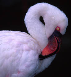 Indo-Flamingo