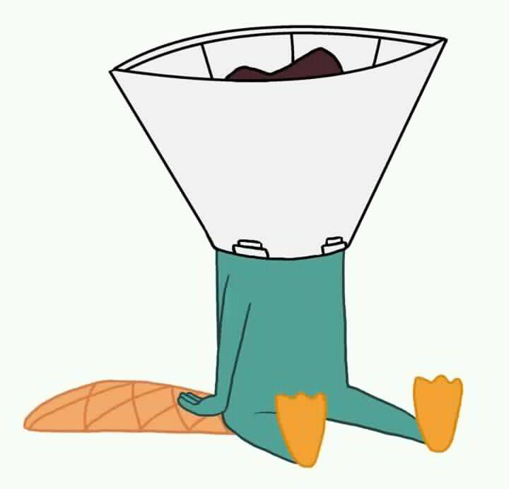 Perry in a silly cone