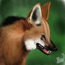 Maned wolf