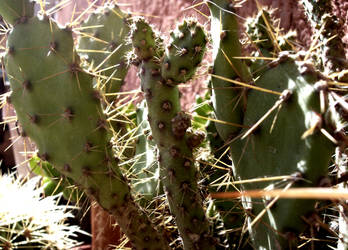 Cactus 2