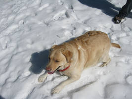 Clio on the snow