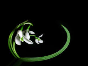 Snowdrop