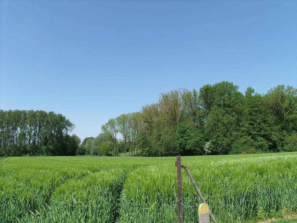 A rye field 2