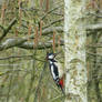 Great spotted woodpecker