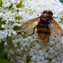 Life on the buddleias (4)