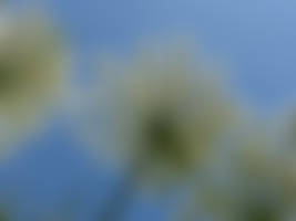Caucasian hogweed flowers