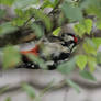 Spotted Woodpecker