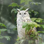 Pale Eurasian Eagle Owl