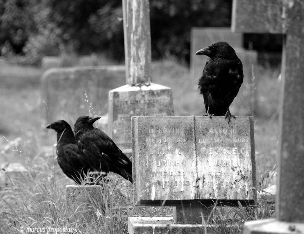 The birds... by marcuspropostus The birds... by marcuspropostus