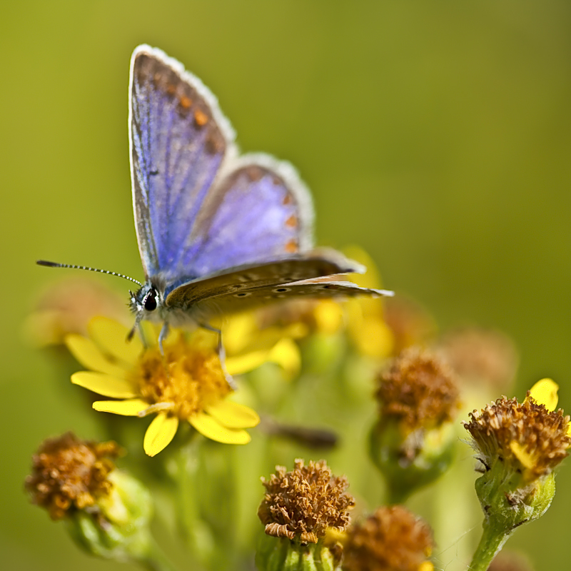 Polyommatus icarus1