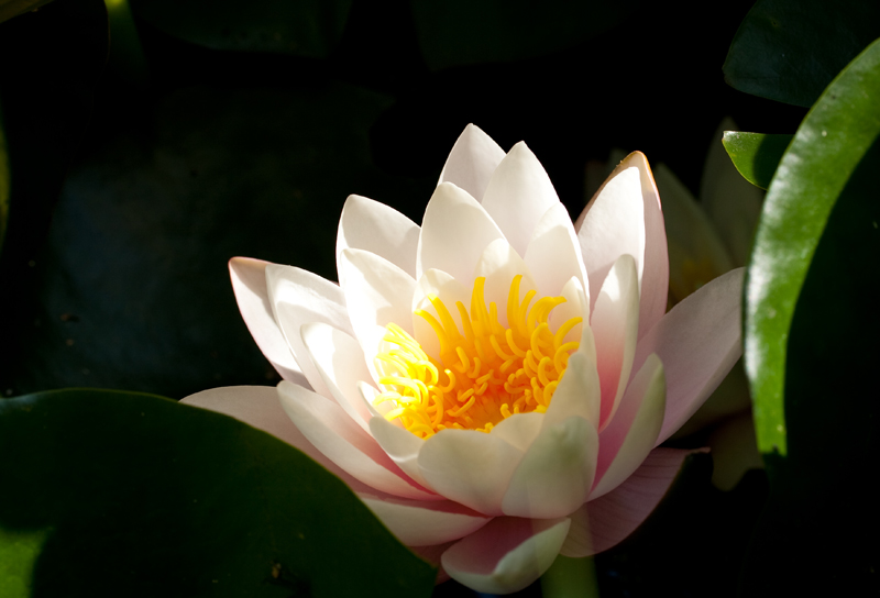 water lilly7