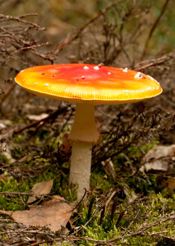 mushroom 16