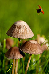 mushroom42