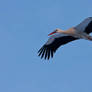 stork2