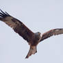 Red kite Milvus milvus