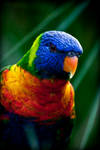 lory by GerbenT