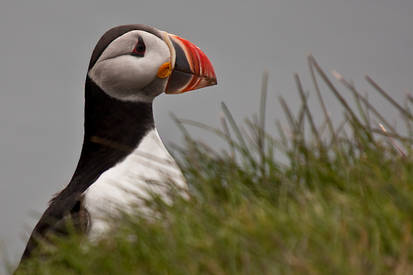 puffin