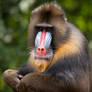 The mandrill