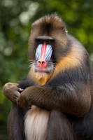 The mandrill