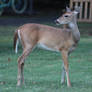 Whitetail Deer 3