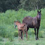 Mare and Foal 15