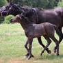Mare and Foal 40
