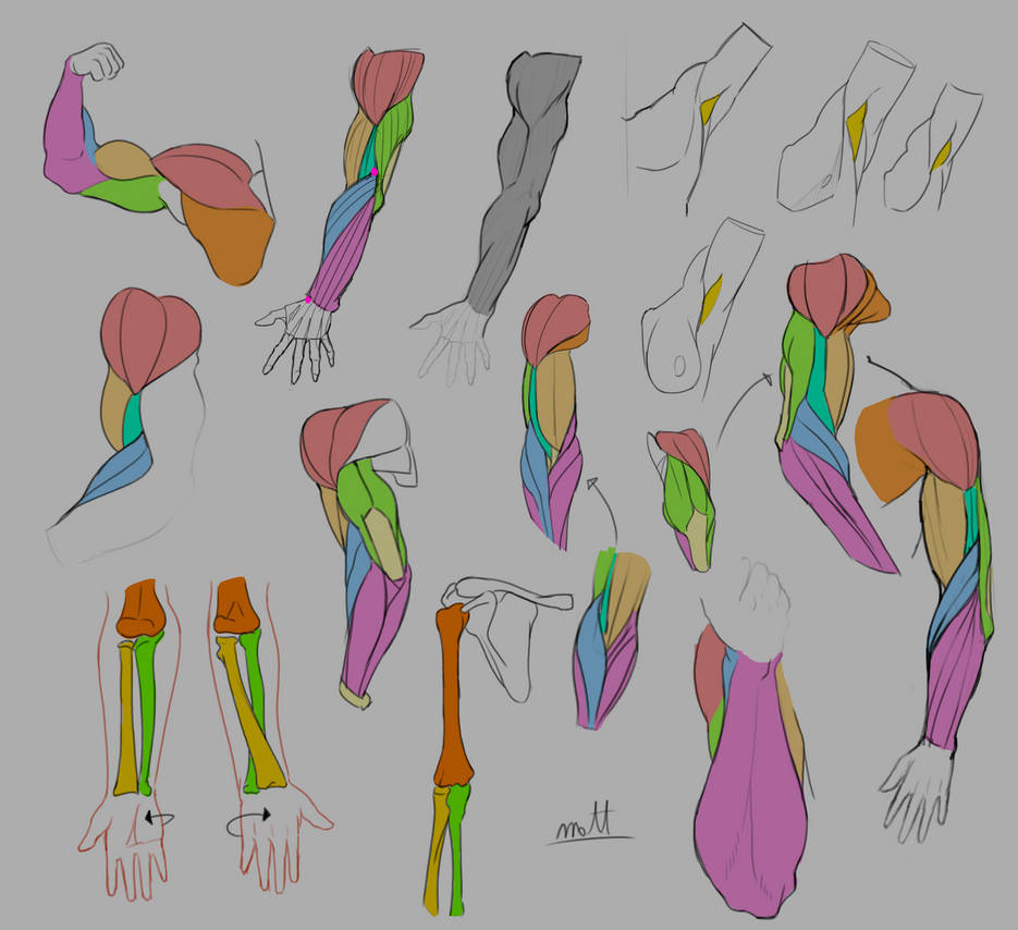 Arm Anatomy Study by Rappenem on DeviantArt