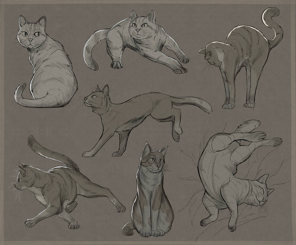 Cat Study Reference Cat Studies by Rappenem on DeviantArt