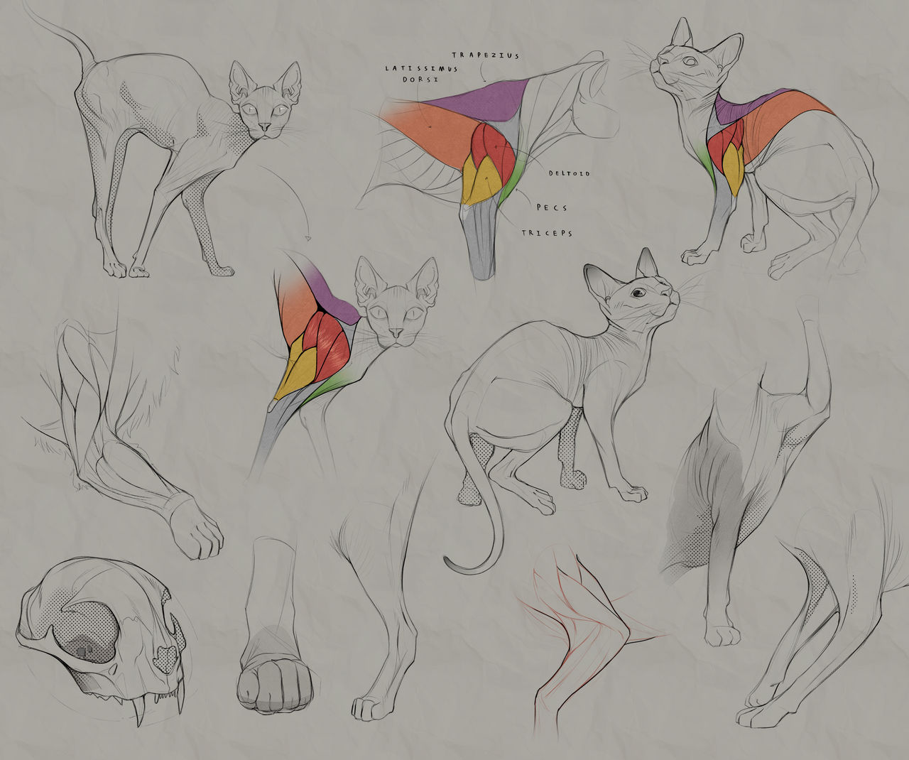 Cat Skeleton Reference Cat Anatomy Study by Rappenem on DeviantArt