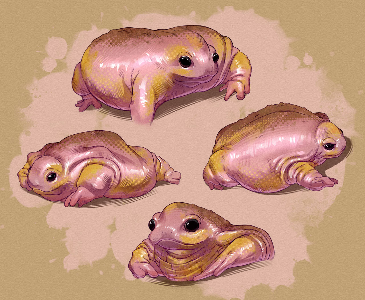 Turtle Frof Turtle Frog Sketches by Rappenem on DeviantArt