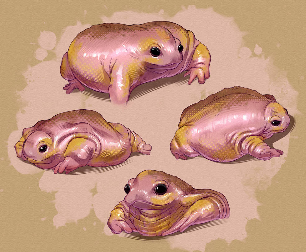 Turtle Frog Sketches by Rappenem on DeviantArt