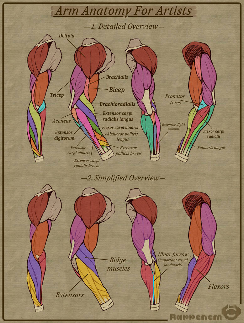 Arm Anatomy Guide by Rappenem on DeviantArt