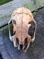 Rabbits Skull