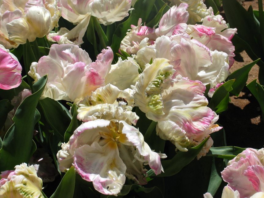 Spring Flowers