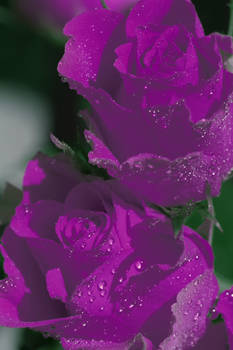 more purple roses