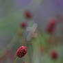 Red flowers