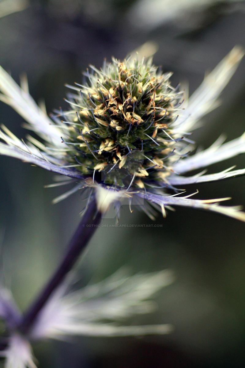 Sea holly