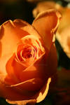 Apricot rose IV by Gothic-Dreamscapes