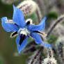 Blue flower